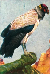 King gam, c1928.
