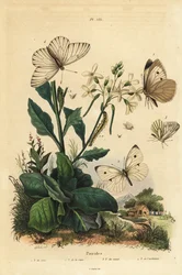 Stor vit, Pieris brassicae 1, liten vit, Pieris rapae 2, grönvinad vit, Pieris napi 3 och svartvinig vit, Aporia crataegi 4. Pieridfjärilar