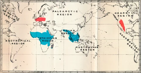 Lemuroidea - I. Karta, visar distributionen av levande blått och fossilt rött, 1897
