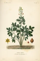 Leontice, Leontice leontopetalum, Leontice kommun