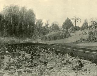 Lily Pond, Brisbane Botanical Gardens, 1901.