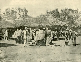 Laddar kameler, på en australisk station, 1901.