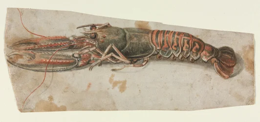 Hummer, 1600-tal.