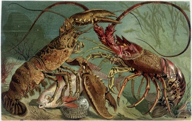 Hummer och hummer som jämför varandra - i "The Life of Animals" "av A.E. Brehm, Turin