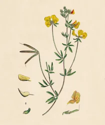 Lotus tenius. Smal fågelfots trefoil, 1800-tal