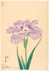 Love Meditating on Its Consort (Sofuren), nr 7, ca. 1910