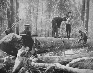 Lumbering på Ottawa River, Kanada, c1897.