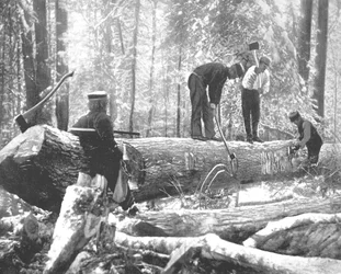 Lumbering på Ottawa River, Kanada, c1900.