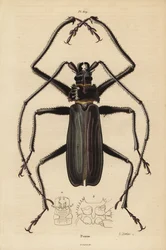 Macrotoma Hayesii skalbagge