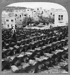 Att göra vinflaskor, Hebron, c1900