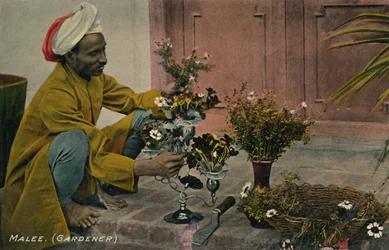 Malee. Trädgårdsmästare, c1910.