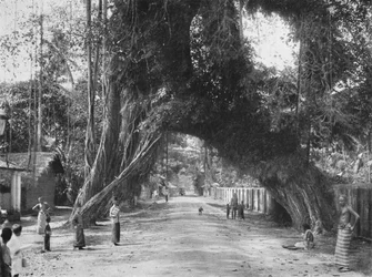 Pittoreska gammalt fikonträd Ficus indica på Colombo-Galle vägen nära Kalutara, 1926