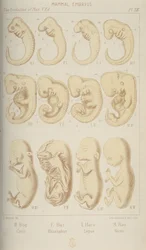 Däggdjurs embryon, 1905