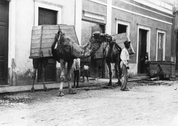 Man med kameler, Las Palmas, Gran Canaria, Kanarieöarna, Spanien, c1920-c1930s