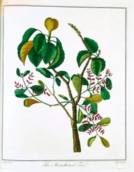 Manchineel-träd Hippomane mancinella eller Poison Guava, c1795