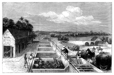 Tillverkar indigo i Tirhoot Muzaffarpur, Nedre Bengalen, 1869
