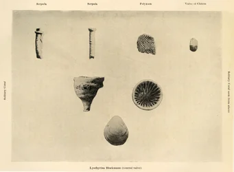 Marina organismer, förstoring 1 12, c1908, 1909.