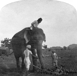 Mästare Ekbal matar en elefant, Indien, 1900-talet