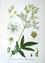 Ängsgröt, 1893