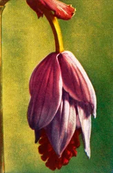 Medinilla, c1928.