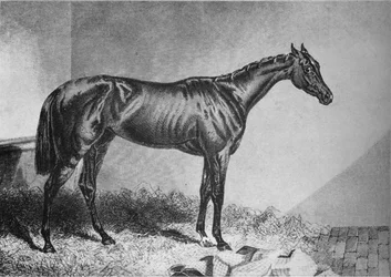 Mendicant, 1800-talet, 1911