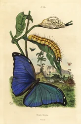 Menelaos blå morphofjäril, Morpho menelaus, larv och puppa