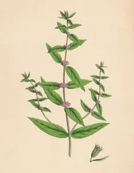 Mentha gracilis, var. genuina. Smal mynta, 1800-talet