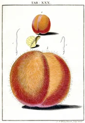 Mikroskopi