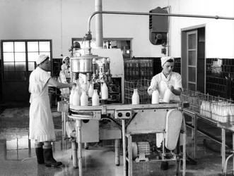 Mjölkproduktion, Zagreb, Jugoslavien, 1952