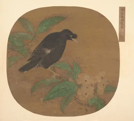 Minah Bird på en Loquat-gren.