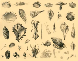 Mollusca, c1910.