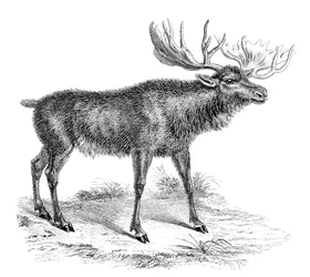 Älghjort, 1800-talet