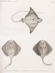 Mourin Kalvskinn & Randig Ray