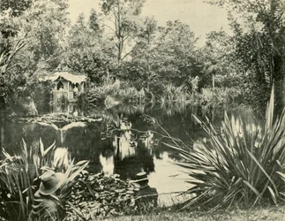 Mr. Ryans Gardens, Mount Macedon, Victoria, 1901.