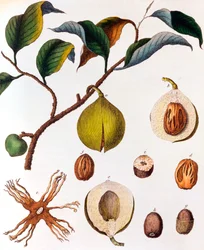 Myristica fragrans - muskotnöt, c1798