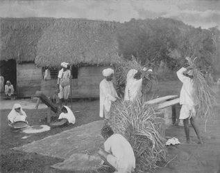 Infödda arbetare som förbereder ris i Jamaica, c1890