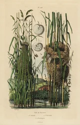 Bo av strimmig fanstjärtsångare, Cisticola juncidis och rörsångare, Acrocephalus scirpaceus