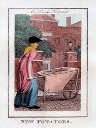 Nypotatis, Middlesex Hospital, London, 1805