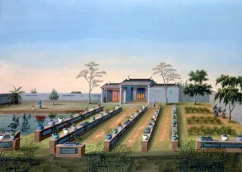 Plantskola, Kina, c1820-1840