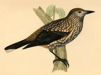 Nötknäppare, sent 1800-tal.