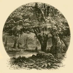 Oaks vid Bradgate, 1898.