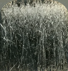 Oats Growing, Pennsylvania, U.S.A., 1903.