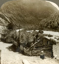 Gamla timmerhus i Bratslandsdal, med träd som växer på torvtäckta tak, Norge, c1905.