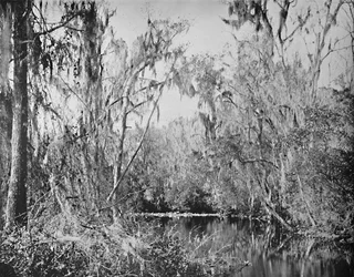 På Governors Creek, Ocklawaha River, Florida, c1897.