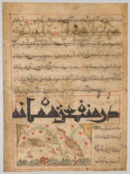On the Benefits of Quails verso från en Manafi al-Hayawan..., ca. 1300.