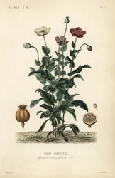 Opiumvallmo, Poppy somniferum, Pavot somnifere