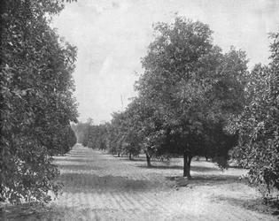 Orange Grove, Sevilla, Florida, USA, c1900.