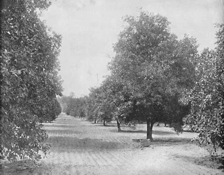 Orange Grove, Sevilla, Florida, c1897.