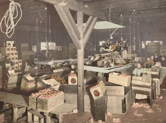 Orange Packing at Redlands, publicerad 1899.