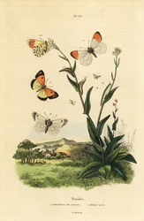 Orange spetsfjäril, Anthocharis cardamines, puppa och larv 1 och blåfläckig arab, Colotis phisadia phisadia 2